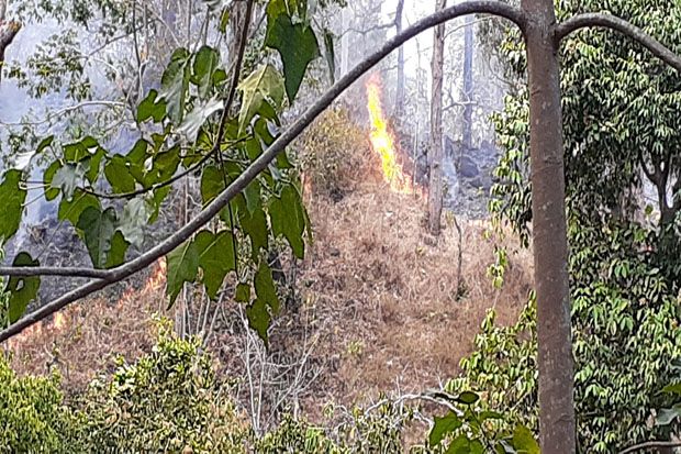 Hutan Lindung Egon Ilinmedo...