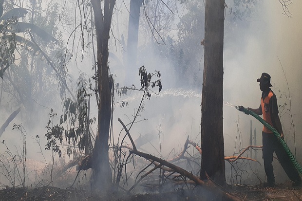 Data Global Forest Watch...