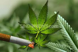 Tanam Ganja Pakai Pot...