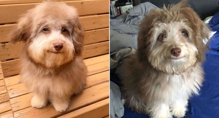 Anjing dengan Mata dan...