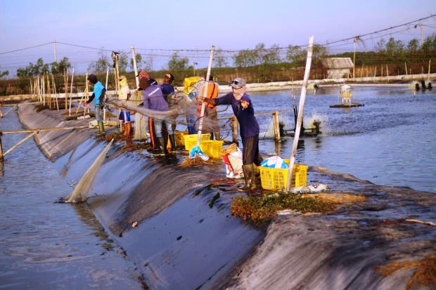 eFishery Sebar 1.000...
