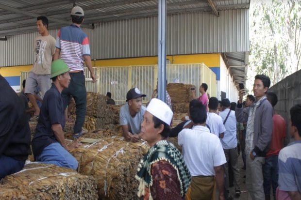 Tembakau Ditolak, Petani...