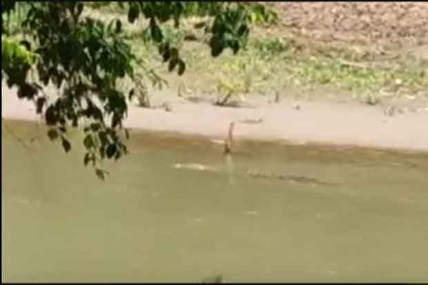 Buaya Masih Berkeliaran...