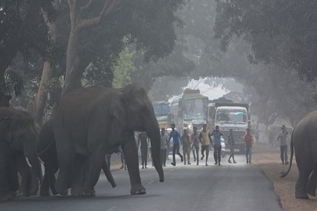 Gajah di India yang...