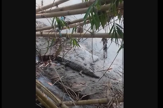 Buaya Muara Serang Ibu...