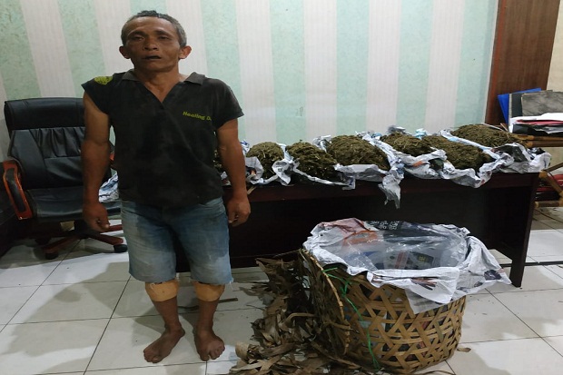 Simpan Ganja 8,5 Kg...
