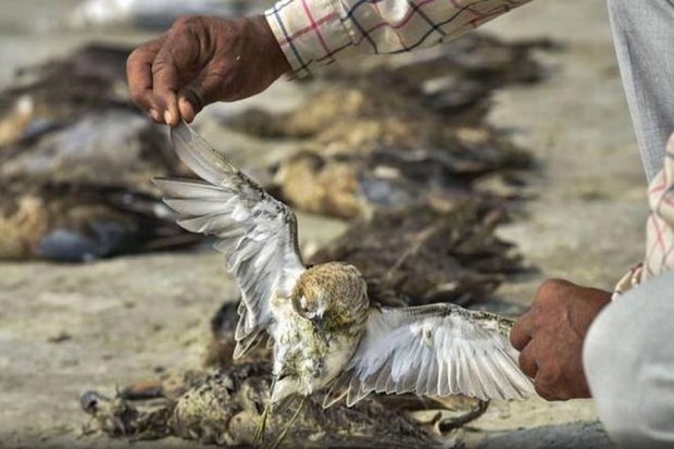 Ribuan Burung Mati di...