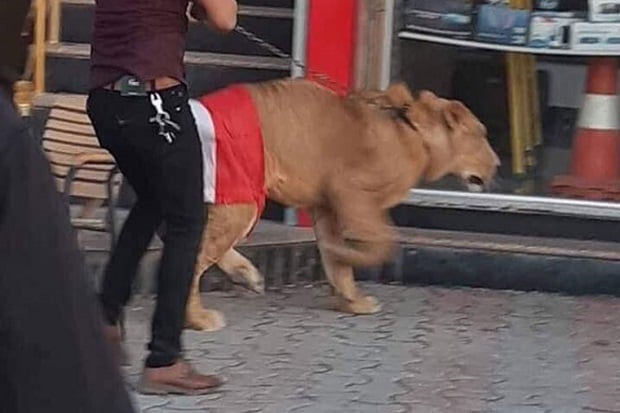 Pasukan Kerahkan Anjing...
