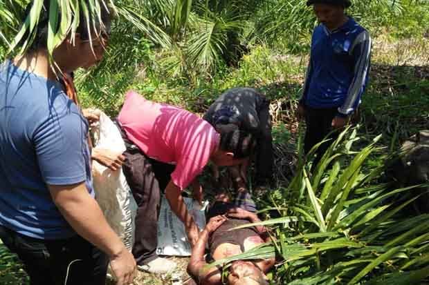 Sepasang Petani Diseruduk...