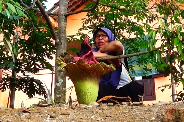 Bunga Bangkai Tumbuh...
