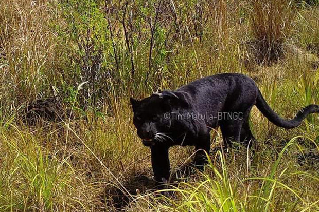 Tambah Gemuk, Macan...