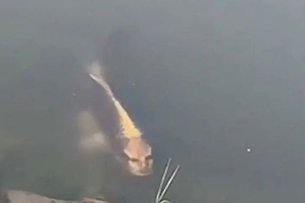 Ikan Berwajah Manusia...