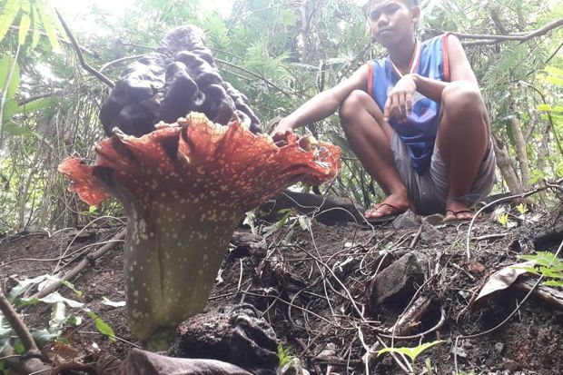 Bunga Bangkai Ukuran...