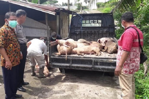 13 Bangkai Babi Terkena...