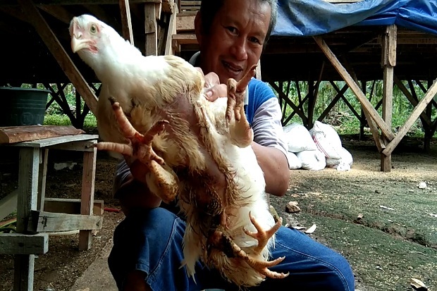 Ayam Berkaki Empat Ini...