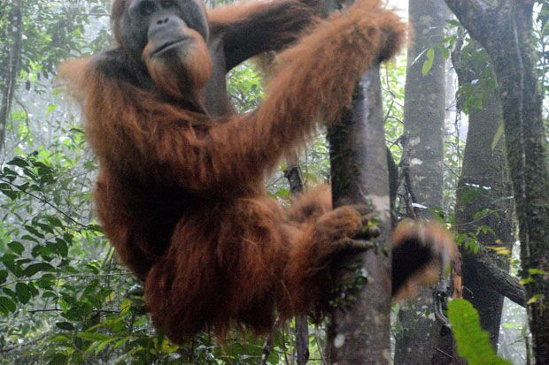 Sempat Dirawat, Orangutan...