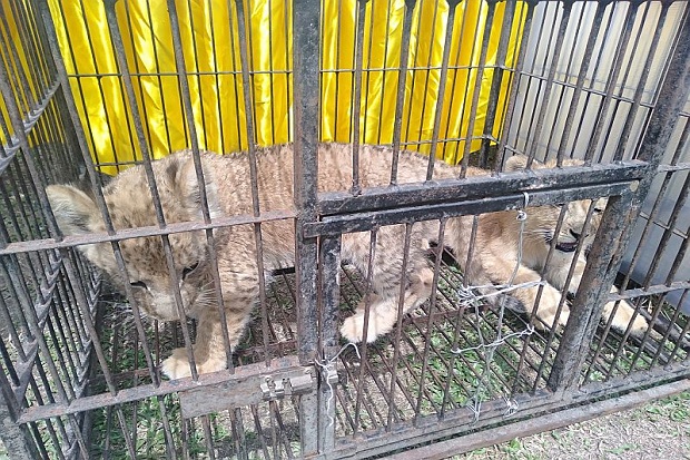 4 Anak Singa dan 1 Leopard...