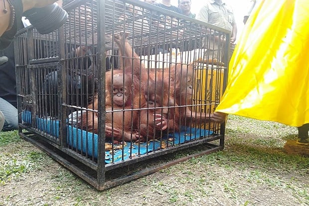 3 Orangutan Ini Ditemukan...