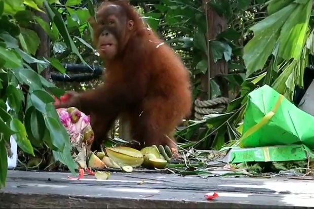 Bon-bon Bayi Orangutan...