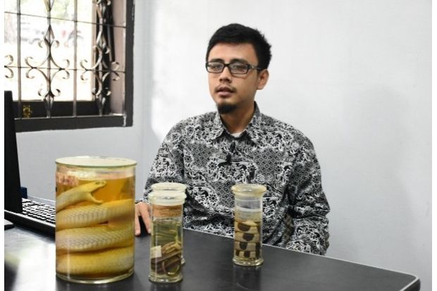 Banyak Ular Kobra Muncul...