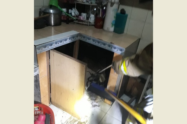 Ngeri, Ular Kobra Ditemukan...