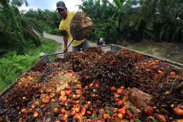 Nasib Perkebunan Kelapa...