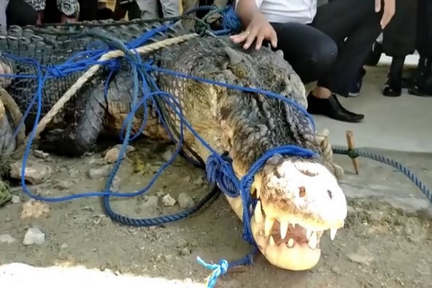 Buaya Raksasa Pemangsa...