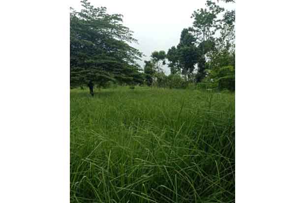 Vetiver, Rumput Asal...