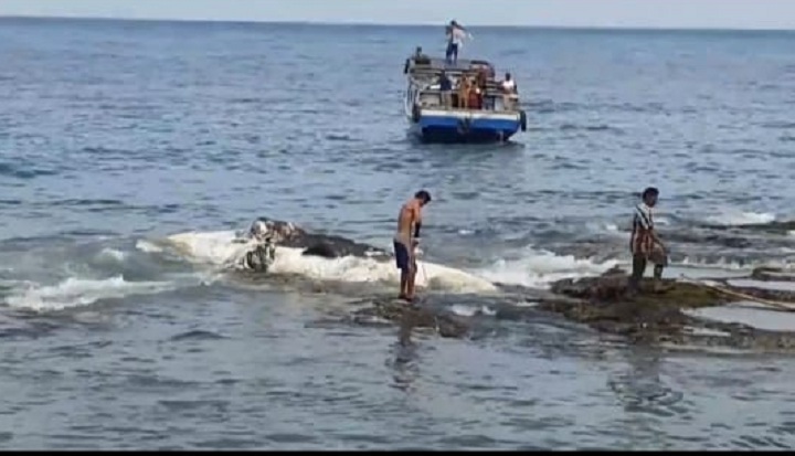 Bangkai Ikan Paus Ditemukan...