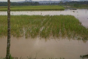 849 Hektare Area Persawahan...