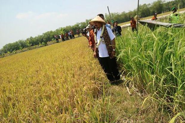 Pemerintah Dorong Lahan...