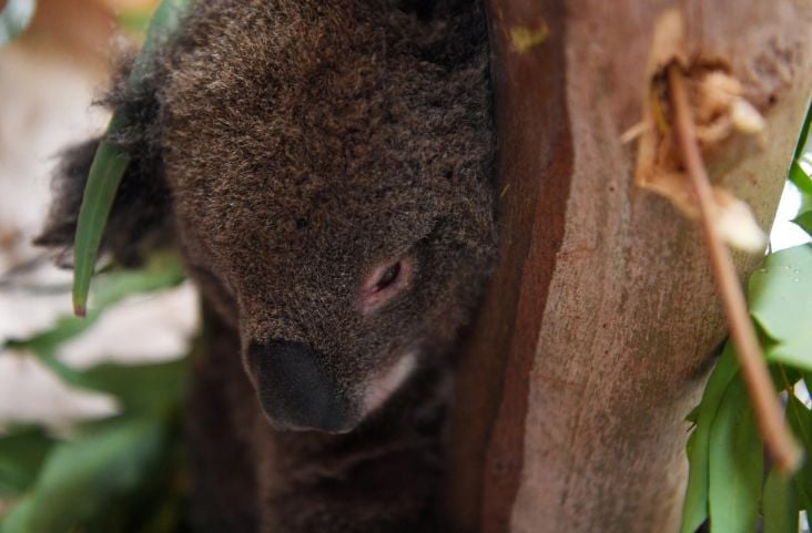 Koala dan Walabi Terancam...