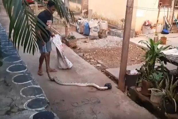Berkeliaran di Permukiman,...