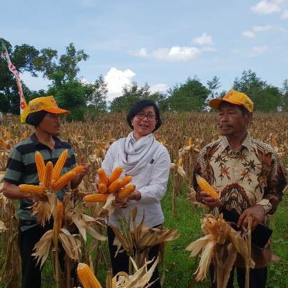 Pasokan Jagung untuk...