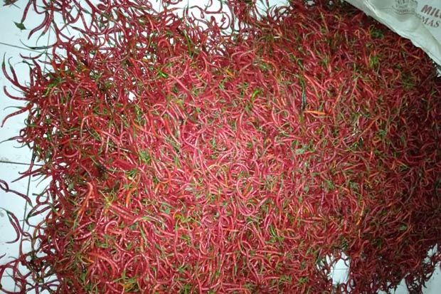 Stok Cabai DKI Menipis,...