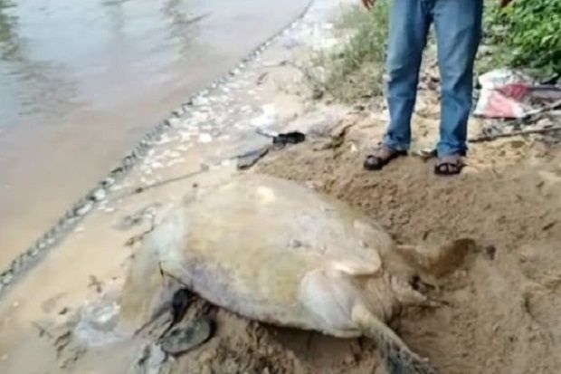 Penyu Hijau Langka Ditemukan...
