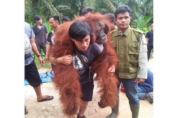 Tim Rescue BKSDA Kalteng...