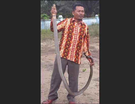 Sekdes Ini Berani Jinakkan...