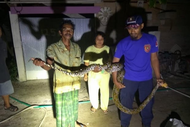 Hendak Makan Ayam, Ular...
