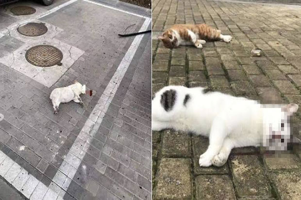 Kucing dan Anjing Dibunuh,...