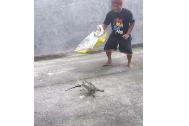 Warga Tangkap Anak Buaya...