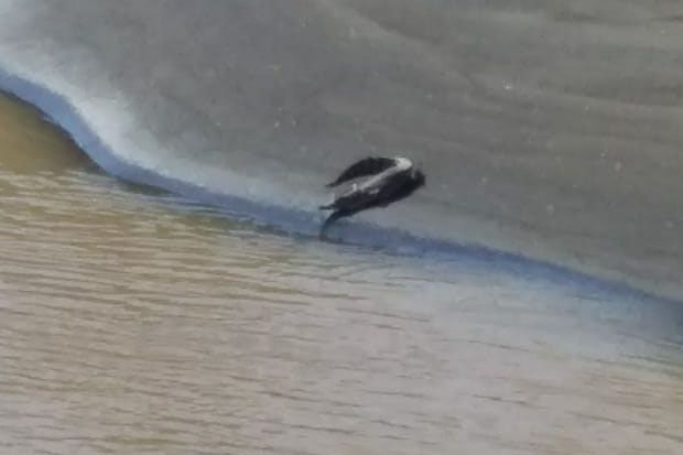 Serem, Ada Buaya Berkeliaran...