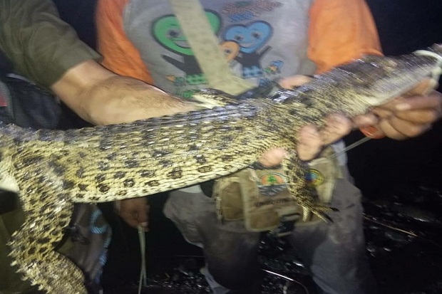 Buaya yang Berkeliaran...