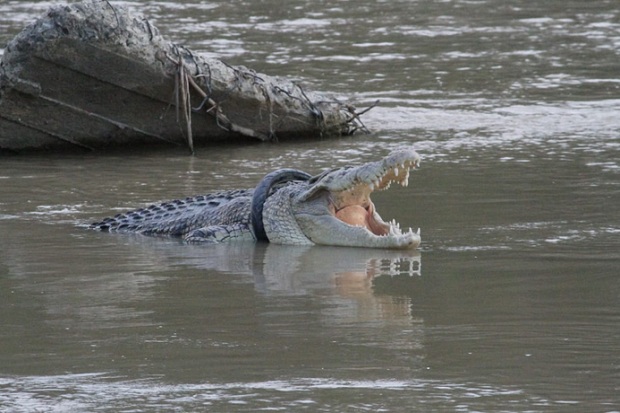 Sayembara Buaya Muara...