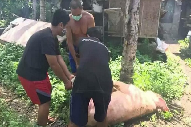 Demam Afrika Mewabah...