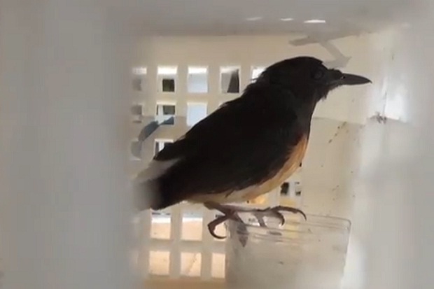 Ribuan Burung Dilindungi...