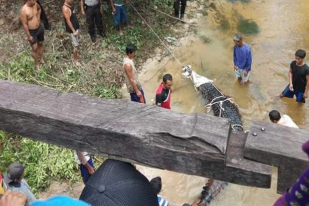 Buaya Senyulong Raksasa...