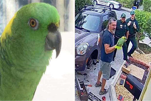 Gara-gara Burung Beo,...