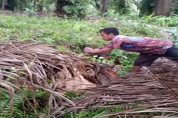 Dua Pencuri Buah Sawit...