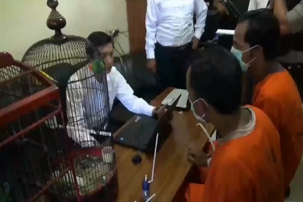 2 Pencuri Burung Berkicau...